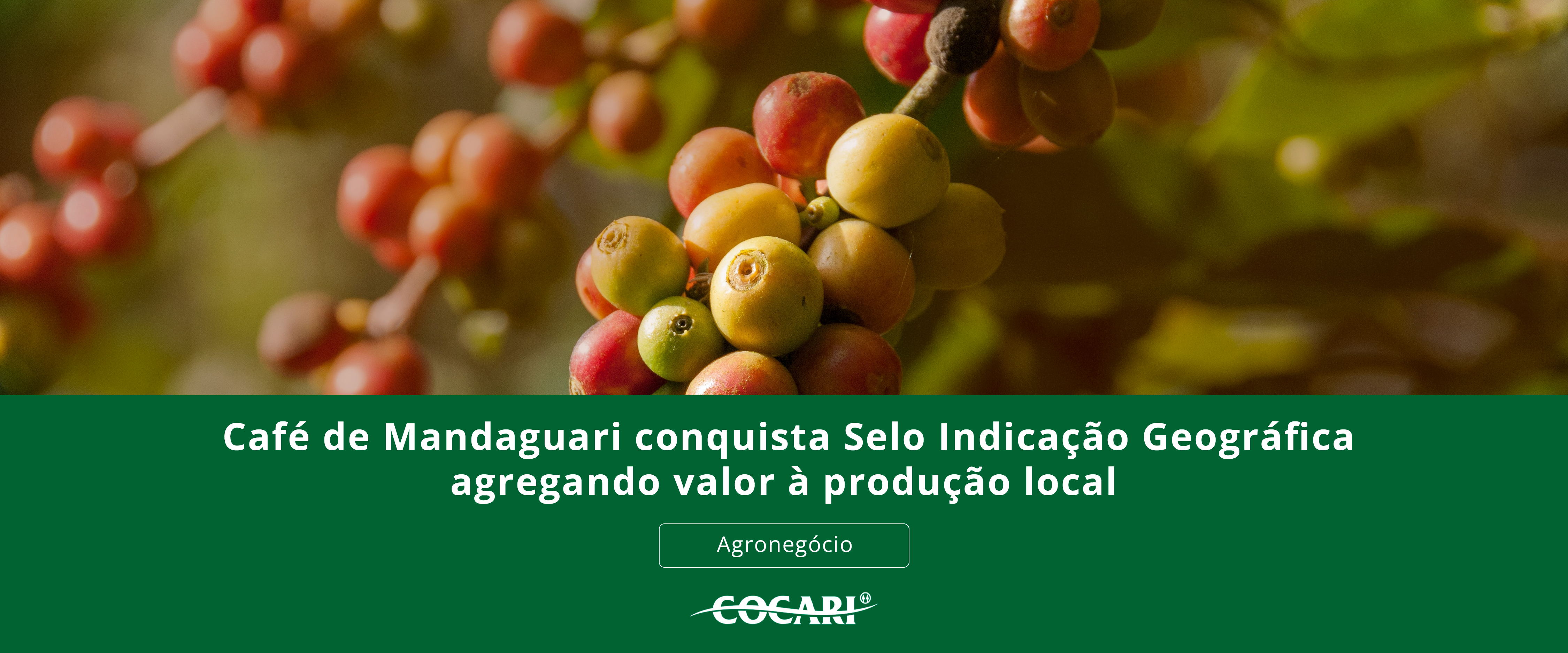 Café de Mandaguari conquista Selo Indicação Geográfica agregando valor à produção local