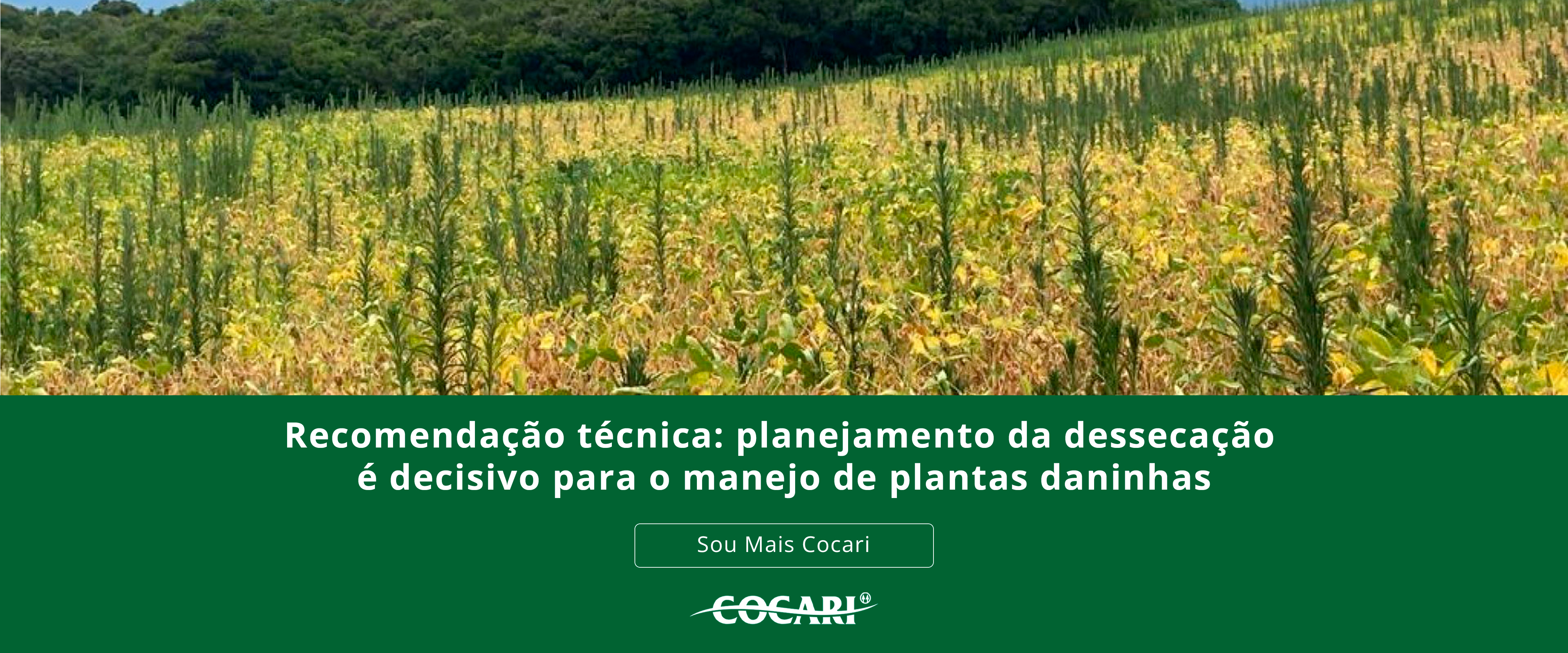 Recomendação técnica: planejamento da dessecação é decisivo para o manejo de plantas daninhas