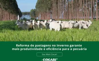 Reforma de pastagens no inverno garante mais produtividade e eficiência para a pecuária