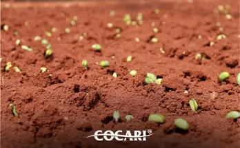 Chuva exige atenção redobrada dos produtores na implantação da soja