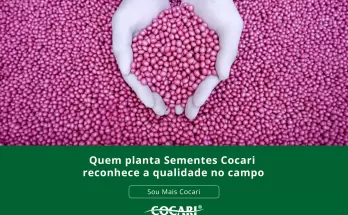 Quem planta Sementes Cocari reconhece a qualidade no campo