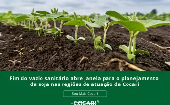 Fim do vazio sanitário abre janela para o planejamento da soja nas regiões de atuação da Cocari