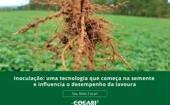 Inoculação: uma tecnologia que começa na semente e influencia o desempenho da lavoura