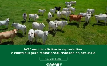 IATF amplia eficiência reprodutiva e contribui para maior produtividade na pecuária