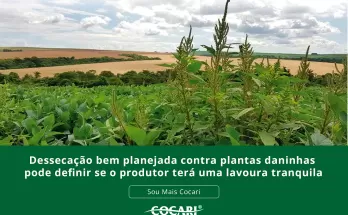 Dessecação bem planejada pode definir se o produtor terá uma lavoura tranquila