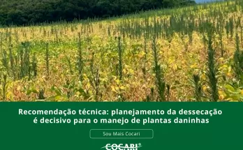Recomendação técnica: planejamento da dessecação é decisivo para o manejo de plantas daninhas