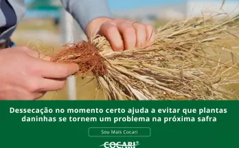 Dessecação no momento certo ajuda a evitar que plantas daninhas se tornem um problema na próxima safra