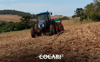 Sementes Cocari: produtores relatam evolução da produtividade e confiança na qualidade