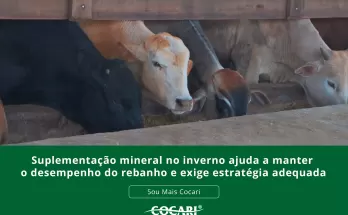 Suplementação mineral no inverno ajuda a manter o desempenho do rebanho e exige estratégia adequada