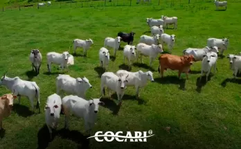 Dia Nacional da Pecuária: Cocari valoriza quem transforma conhecimento, trabalho e dedicação em produção