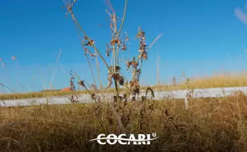 Janela de plantio aberta reforça a importância do manejo das plantas daninhas