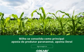 Milho se consolida como principal aposta do produtor paranaense, aponta Deral